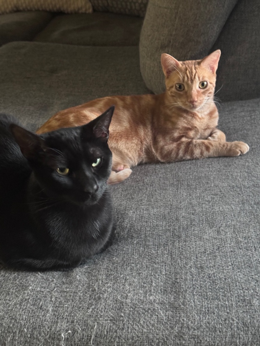 Pet friendly home 🐈‍⬛ 🐈 🐕